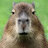 capybara9661